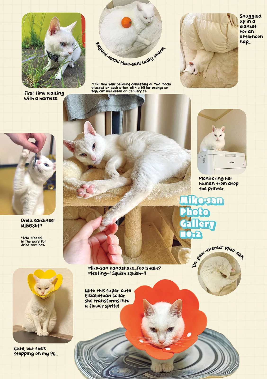 Miko, A White Cat That Wants To Be Loved, chapter 2.3, page 6